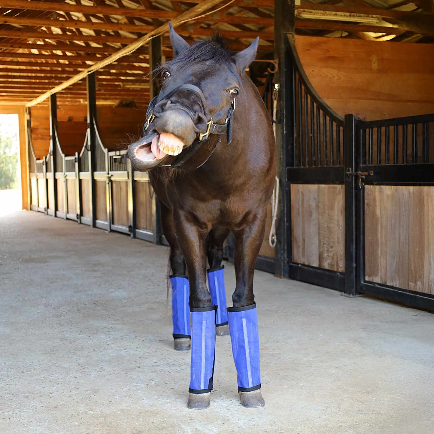 blue fly boots