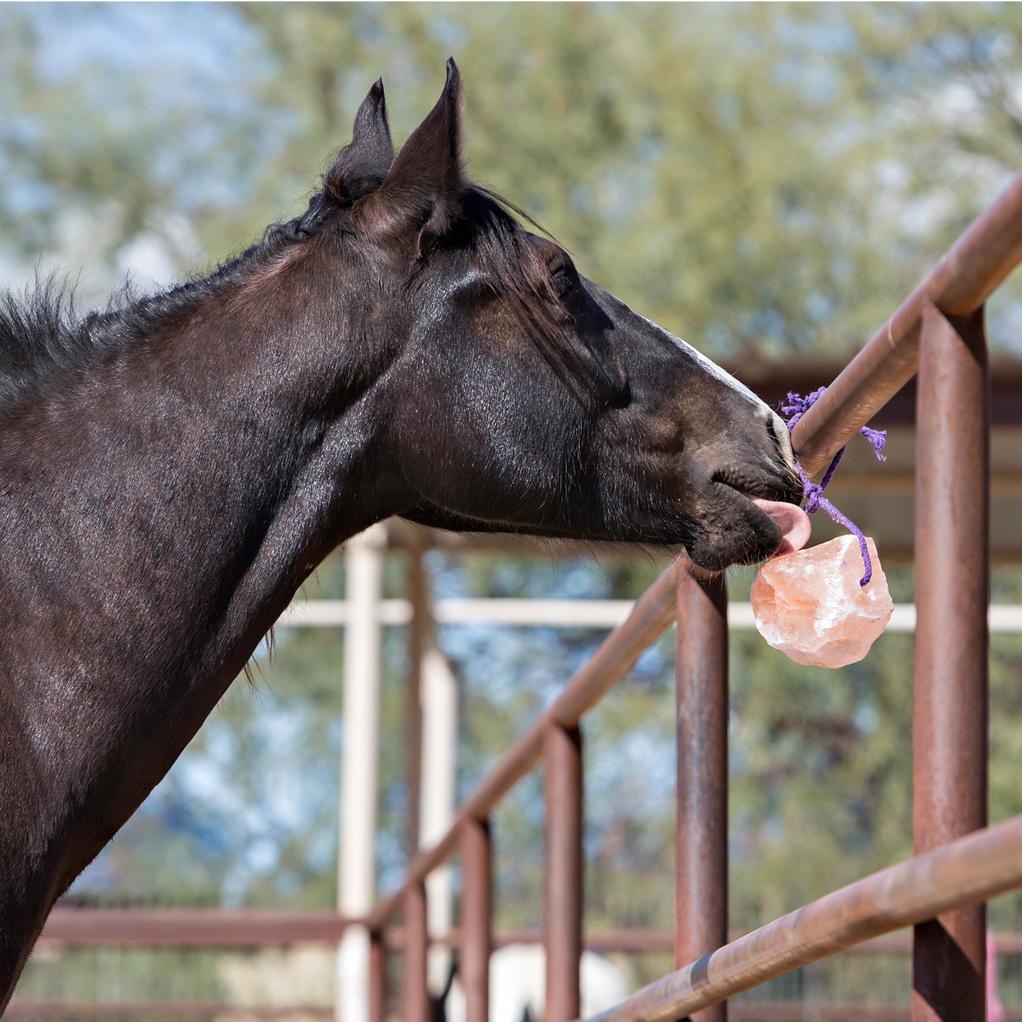 Horse interacting with a pink salt block on a metal fence