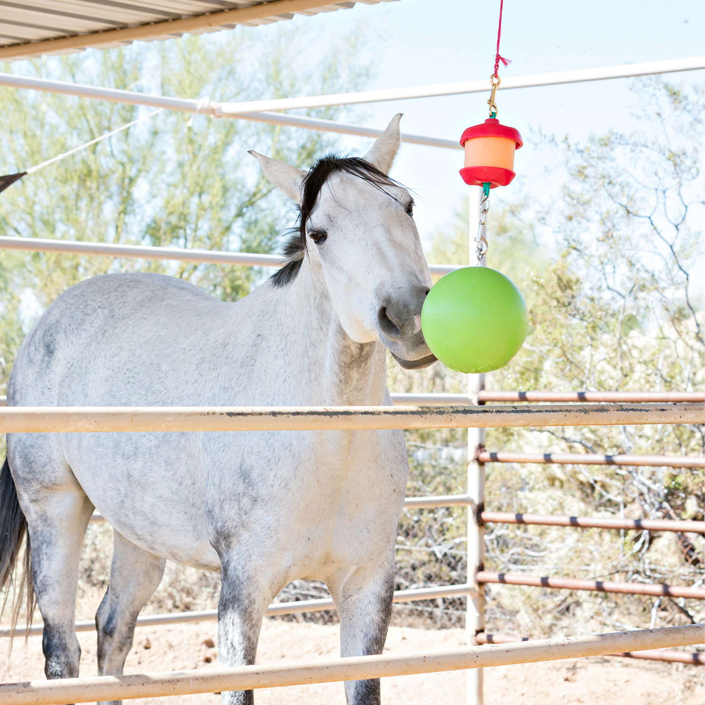 horse toy